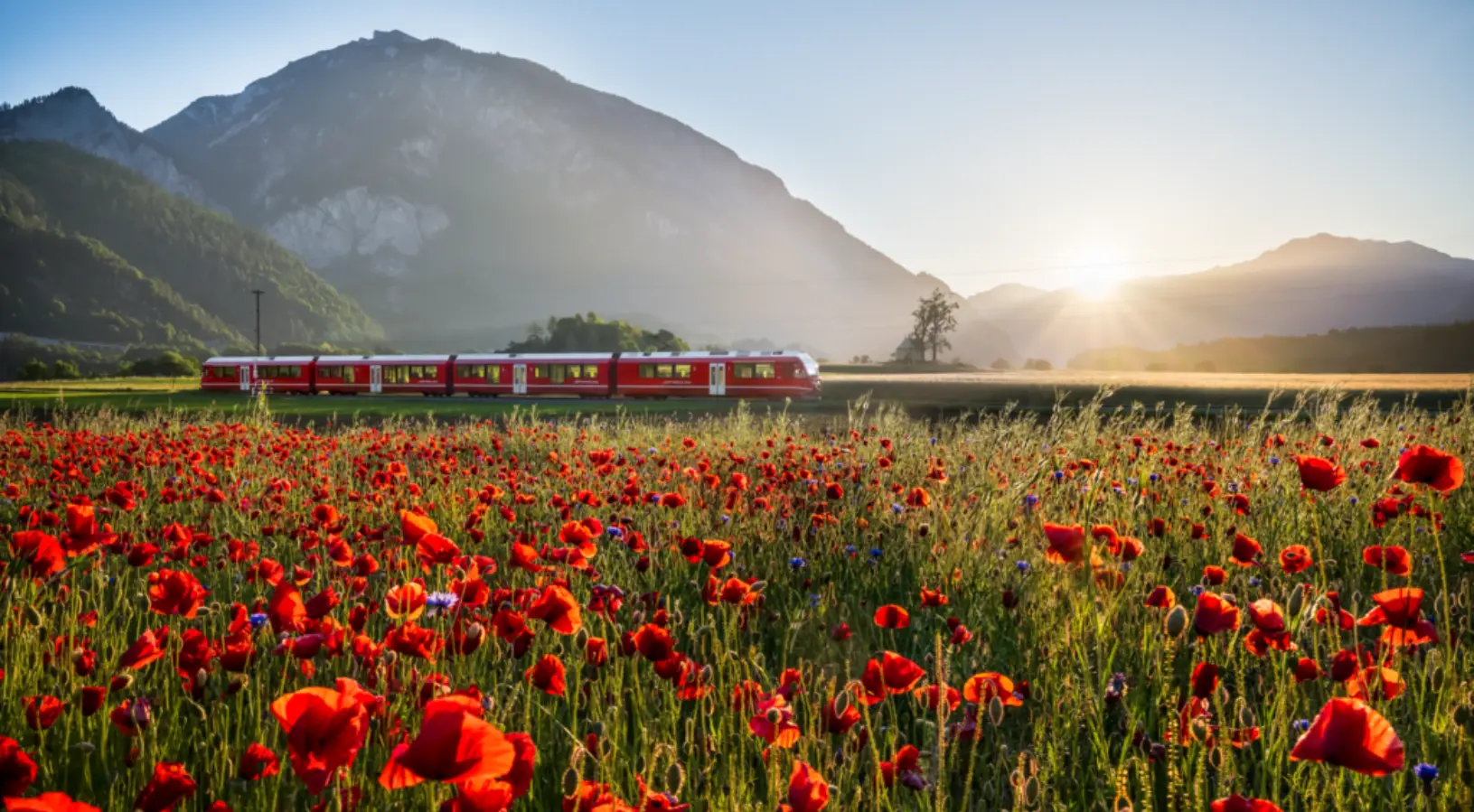 A bright red train glides through a vibrant field of red poppies with towering Alpine mountains in the background at sunrise. This breathtaking landscape highlights the beauty of rail travel in Switzerland, perfectly capturing the essence of the Swiss Travel Pass Guide for scenic journeys across the country.